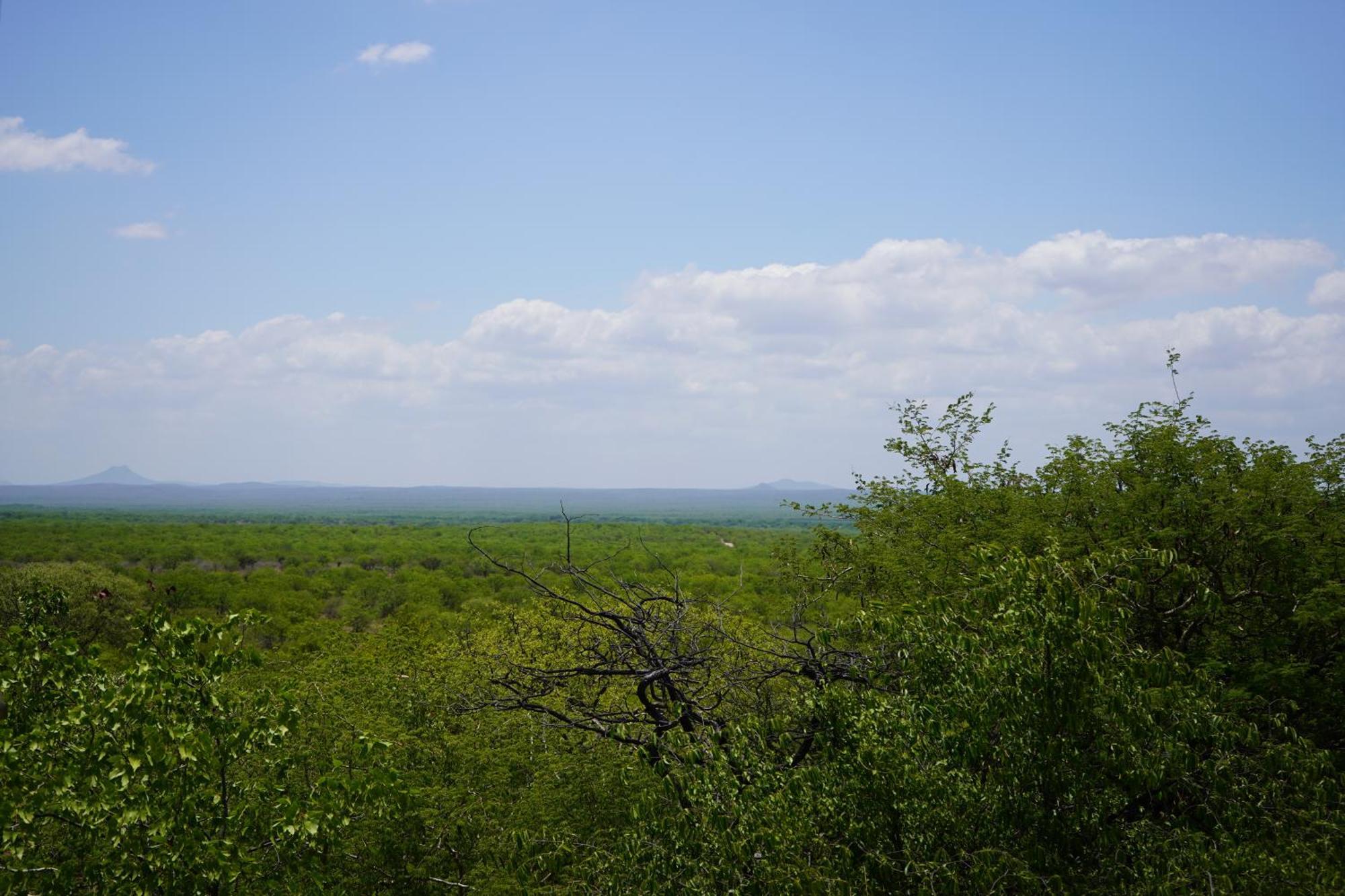 Mopane Bush Lodge Linton Pokoj fotografie