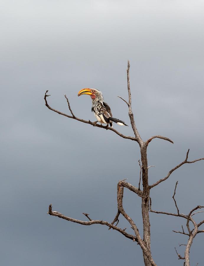 Mopane Bush Lodge Linton Exteriér fotografie