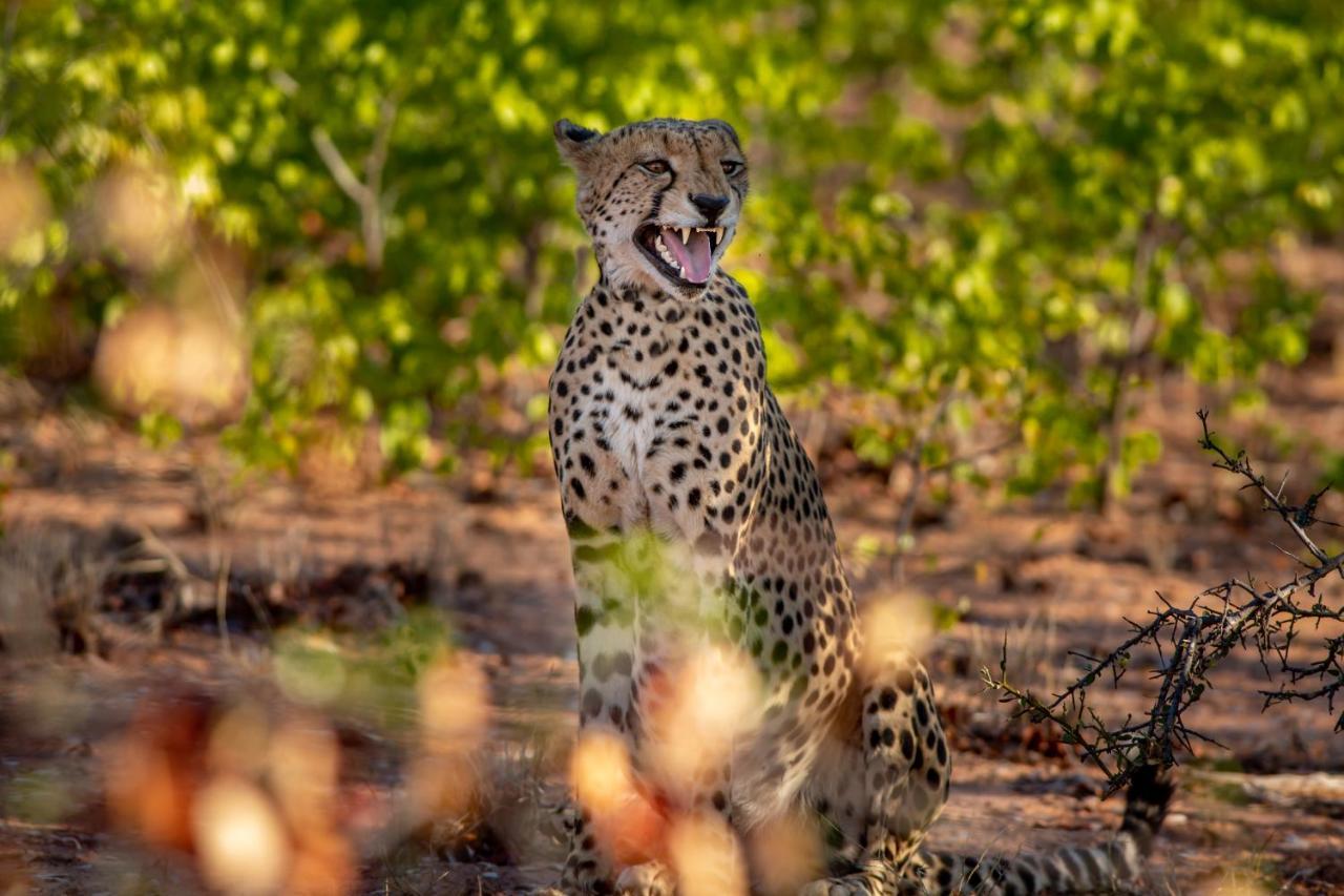 Mopane Bush Lodge Linton Exteriér fotografie